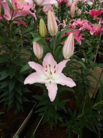 [5363 Euston DJ No02.JPG]